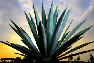 Agave americana