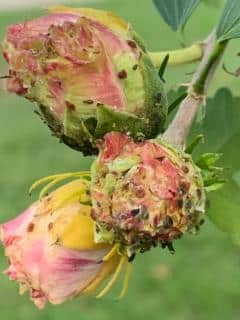 Hibiscus Althea buds stunted due to aphids