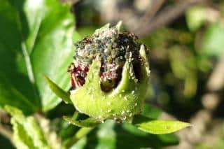 Aphids on a hibiscus flower