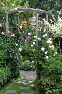 Arbors for climbing rose vines