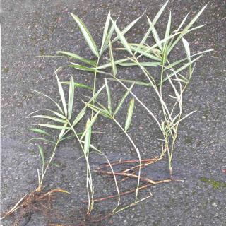 Propagating a potted pleioblastus bamboo clump