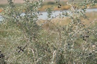 Goji berry shrub planting, growing and care