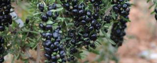 Black goji berry with many fruits