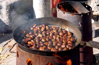 Harvesting chestnuts from the tree