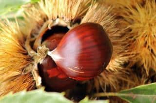 Chestnut tree