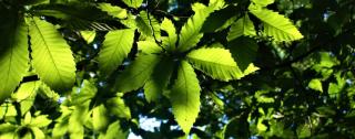 Landscaping uses of the chestnut tree
