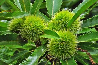 Planting a chestnut tree