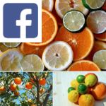 Picture related to Citrus overlaid with the Facebook logo.