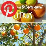 Picture related to Citrus overlaid with the Pinterest logo.