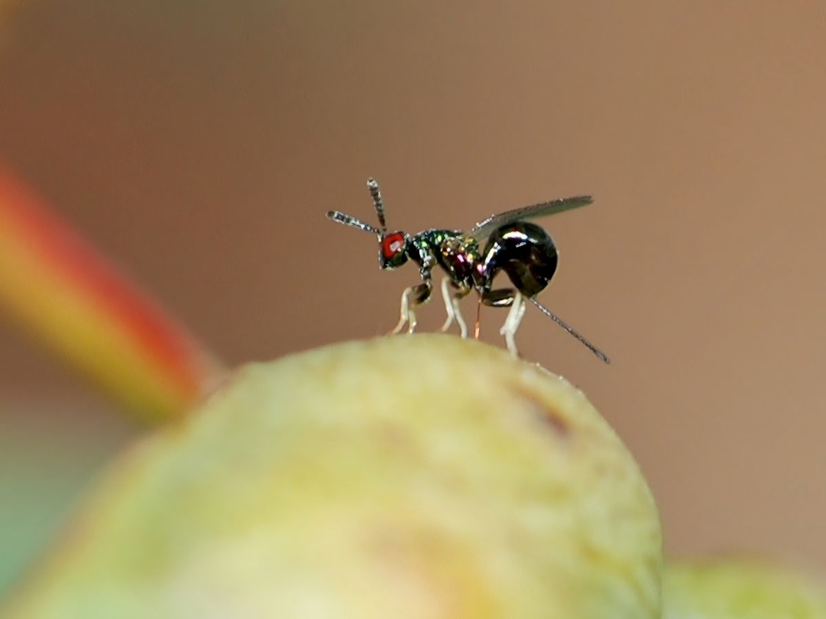 Control gall wasp