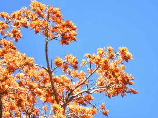 Coral tree