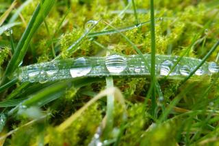 Dethatching a lawn - equipment