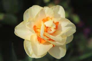 Double daffodil flower