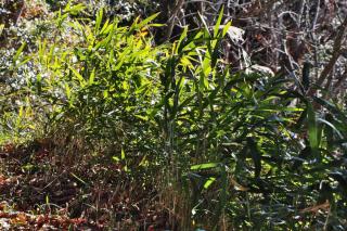 Landscaping with pleioblastus bamboo