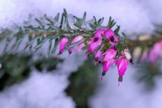 Erica carnea, the snow heather