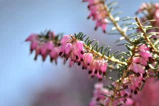 Landscaping uses for erica carnea