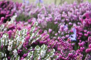 Planting guide for erica carnea