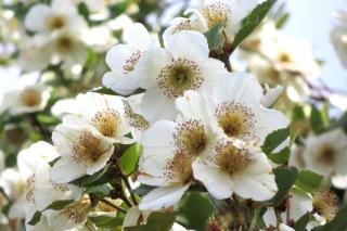 Eucryphia planting