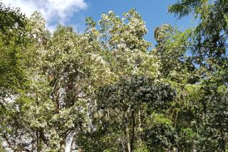 Landscaping with eucryphia