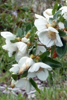 Planting, care and pruning eucryphia