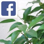 Picture related to Ficus forever overlaid with the Facebook logo.