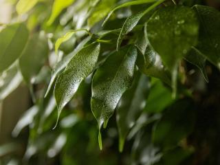 Watering ficus forever