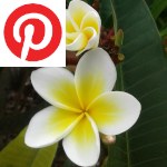 Picture related to Frangipani overlaid with the Facebook logo.
