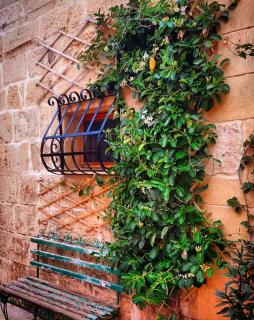 Beautiful bench with stephanotis