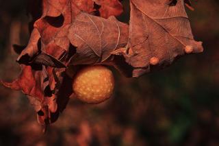 Controlling gall wasps