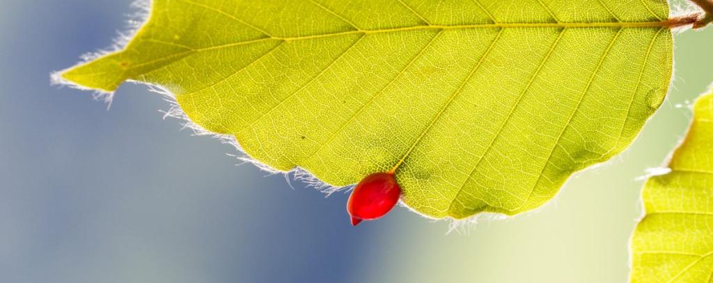 Beech leaf with a red gall