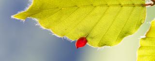 Beech leaf with a red gall
