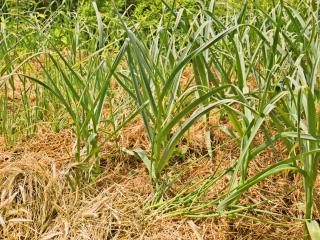 Grass mulch permaculture