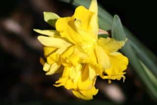 Varieties of double daffodil