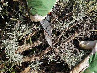 Hard pruning lavender