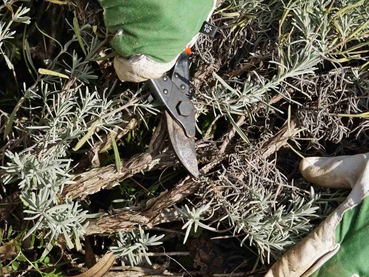 Hard pruning lavender