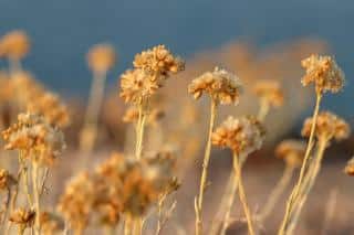 Dried helichrysum italicum flower stalks