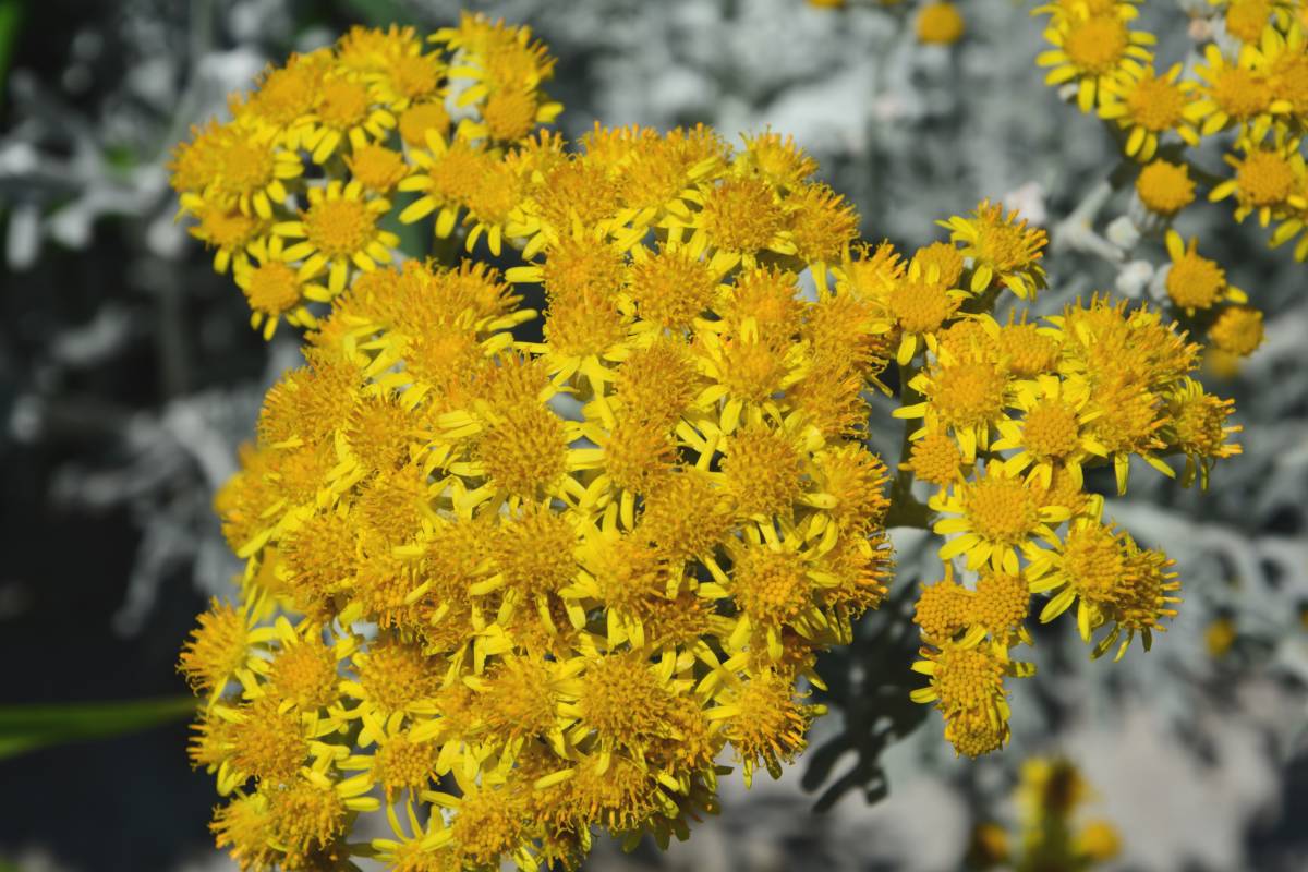 helichrysum italicum, the curry plant that's perfect for