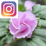 Picture related to Hibiscus althea overlaid with the Instagram logo.