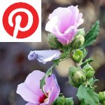 Picture related to Hibiscus althea overlaid with the Pinterest logo.