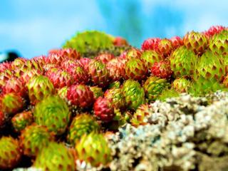 Sempervivum houseleek