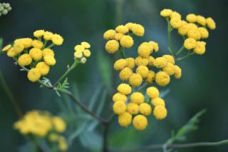 Best exposure for Helichrysum italicum