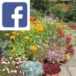 Picture related to July gardening overlaid with the Facebook logo.