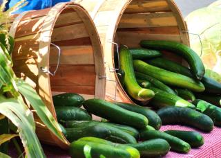 Tasks and work for the veggie patch in July, here cucumbers
