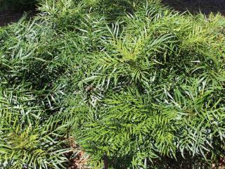 Mahonia eurybracteata pruning