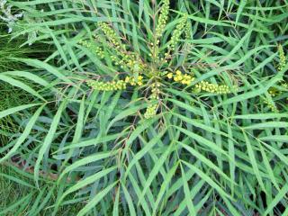 Mahonia soft caress care