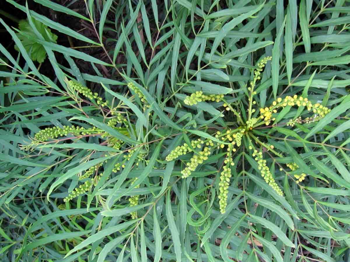 Mahonia soft caress