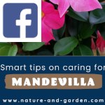 Picture related to Mandevilla overlaid with the Facebook logo.