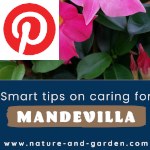 Picture related to Mandevilla overlaid with the Pinterest logo.