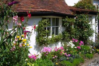 Mixed border with a wall as a backdrop