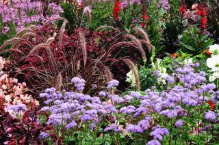 Different levels where the best plants flourish for this grassy mixed border